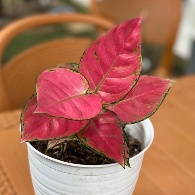  AGLONEMA  PINK ANJAMANI TANAMAN HIAS AGLONEMA  MERAH IMPOR 