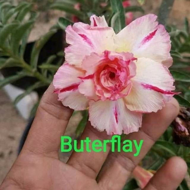 

Bibit Bunga Kamboja Adenium Buterflay