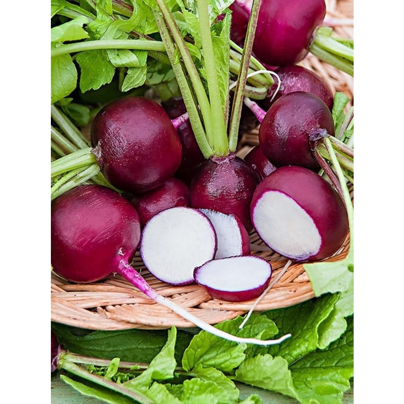 Benih Bibit Biji - Radish Malaga Purple Lobak Bulat Ungu Seeds - IMPORT