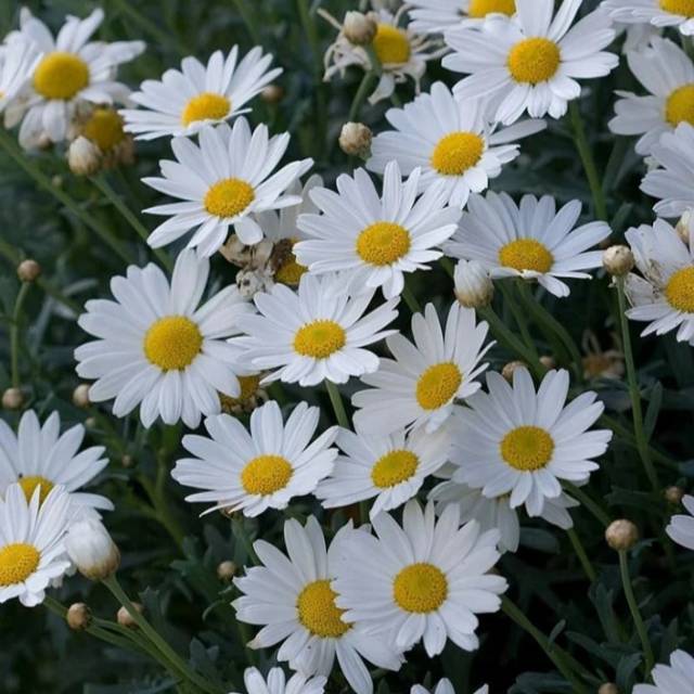 deborabungaputrirepri