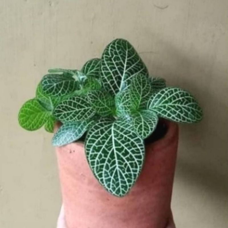 Pohon Episcia / Fitonia mutiara Tanaman hias Episcia Mutiara