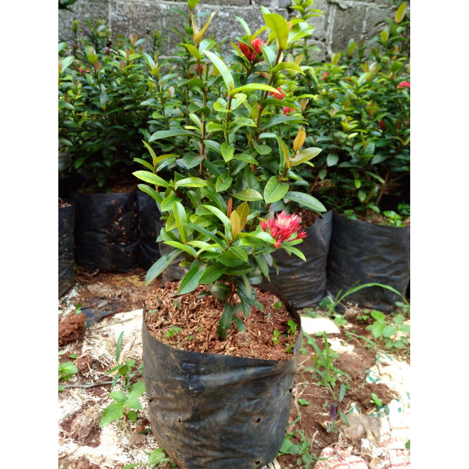 tanaman hias soka india | bunga soka india | pohon soka