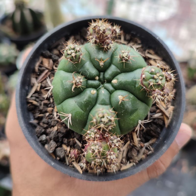 Gymnocalycium damsii purple/Damsii purple/Kaktus ownroot