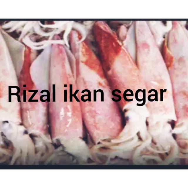 

CUMI CUMI SEGAR UKURAN BESAR UIY