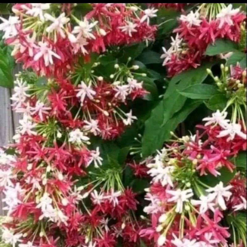 tanaman hias bunga melati Belanda/bibit tanaman hias bunga melati Belanda wangi, tanaman hias cantik