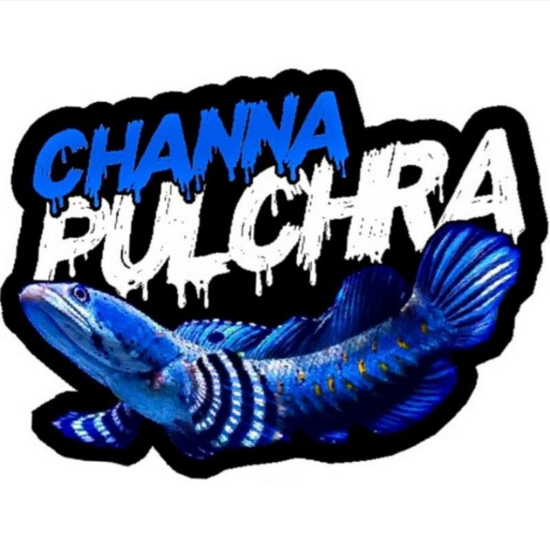 STICKER CHANNA PULCHRA
