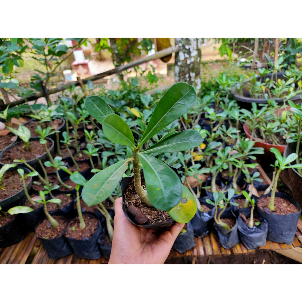 POHON BUNGA KAMBOJA CALON INDUKAN BONSAI