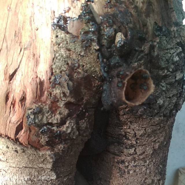 Trigona itama /koloni itama / bibit lebah itama