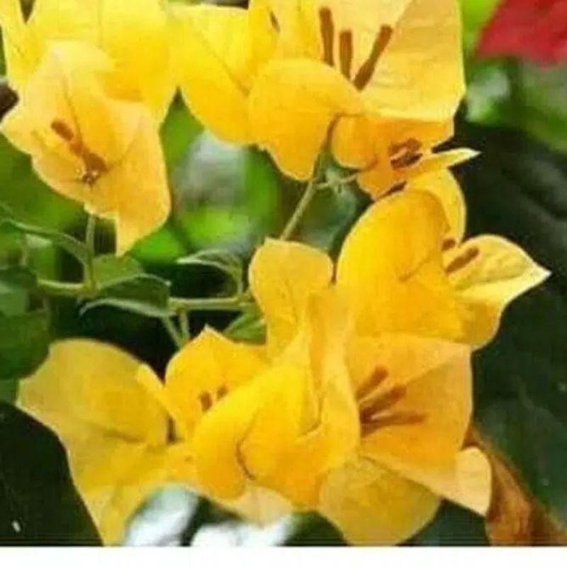 tanaman hias bugenvil bunga kertas!!!bunga kuning