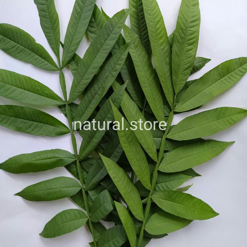 

daun Sungkai 250g