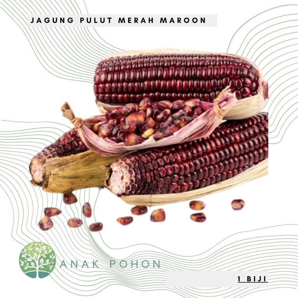 Benih Bibit Biji - Jagung Pulut Merah Maroon Sweet Kernel Corn Premium Seeds - IMPORT