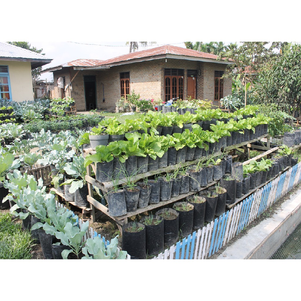 Bibit Sayuran Benih Sayur Paket Lengkap Hidroponik Kangkung Bayam Cabe Sawi Selada Terong Tomat dll-2