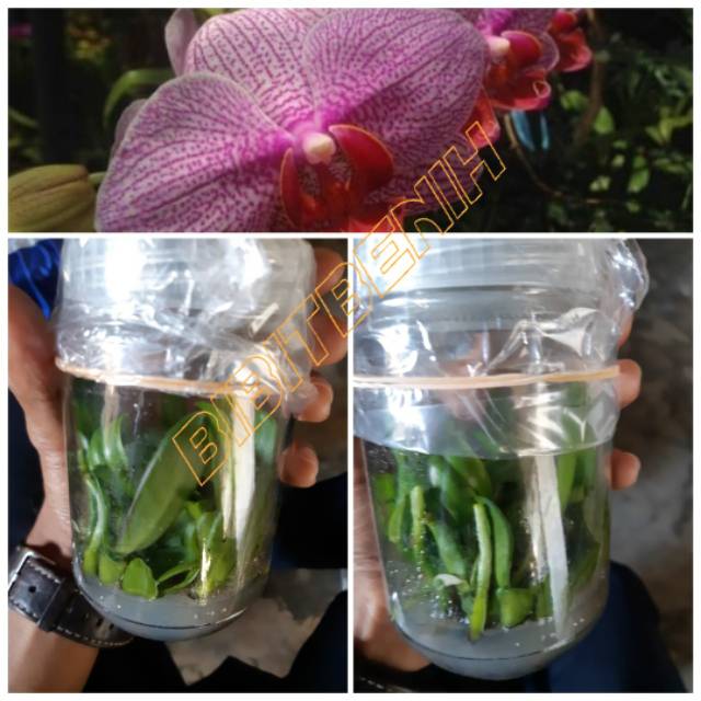 Bibit botol anggrek,botol selai