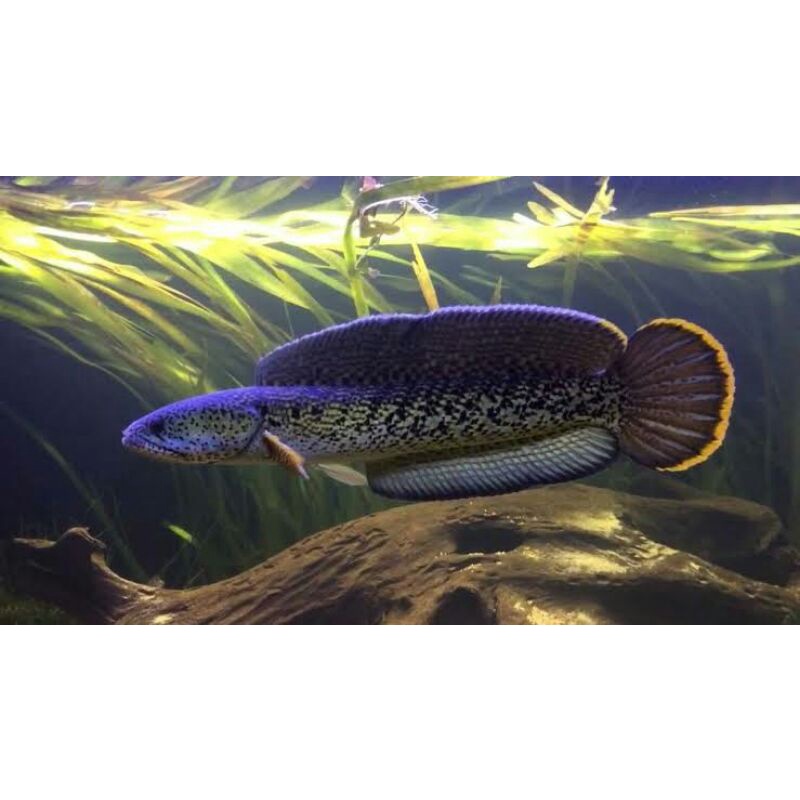 stewarti aru baby 5-6cm