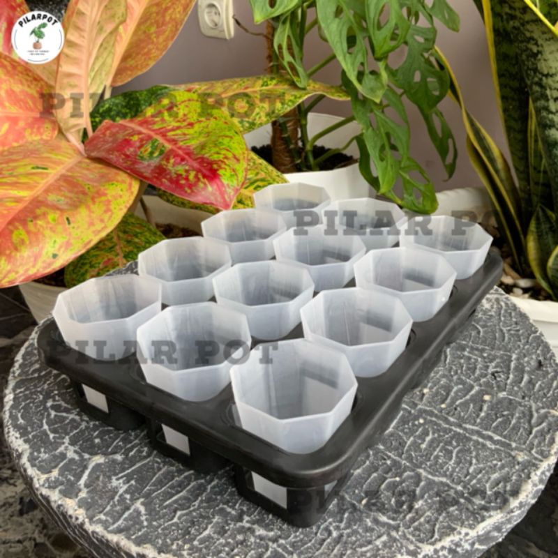 1 set tray + POT NKT PAGODA 5CM BENING TRANSPARAN | tray semai bibit