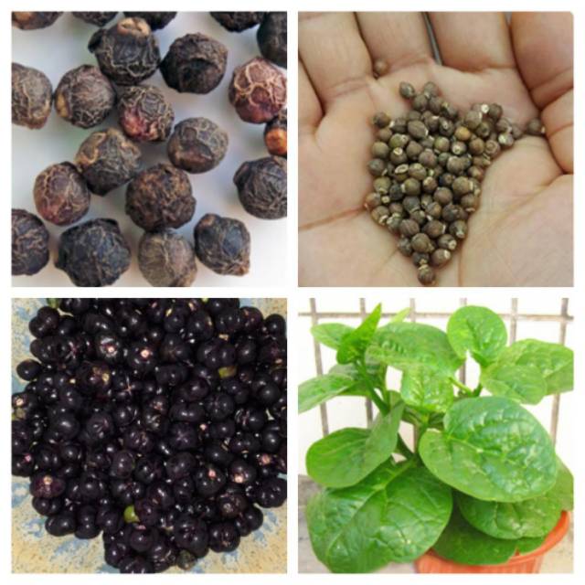 Bibit 10 biji malabar spinach bayam malabar sayuran bibit bunga murah bayam jepang binahong hijau