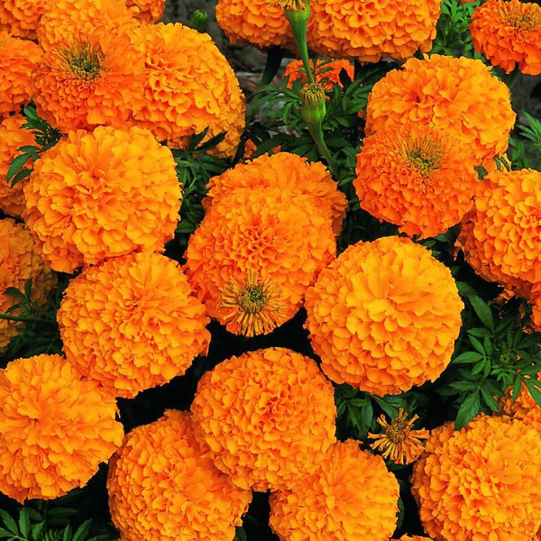 12butir biji benih tanaman bunga Marigold  F1 Inca II 