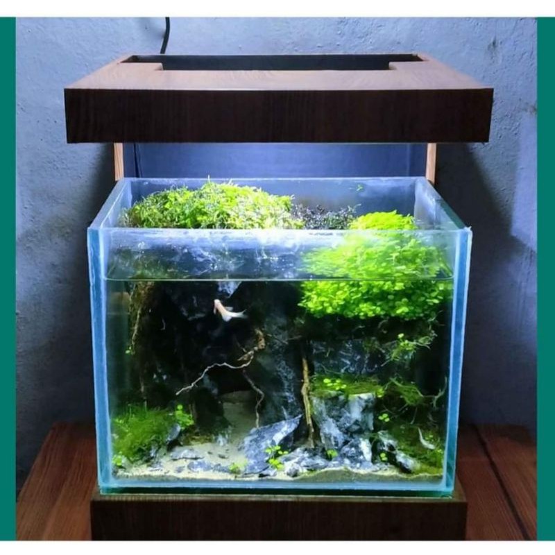 aquarium mini display kabinet mewah harga murah soliter
