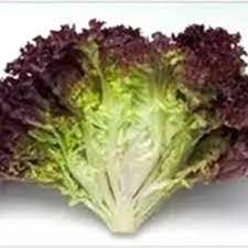 1000 seed - Benih Lollorosso RZ Amandine Rijk Zwaan