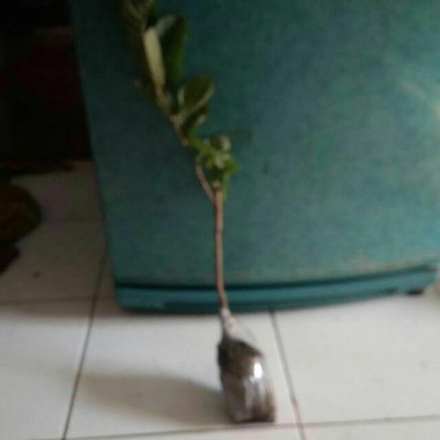 Bibit Jambu Biji Mega Merah