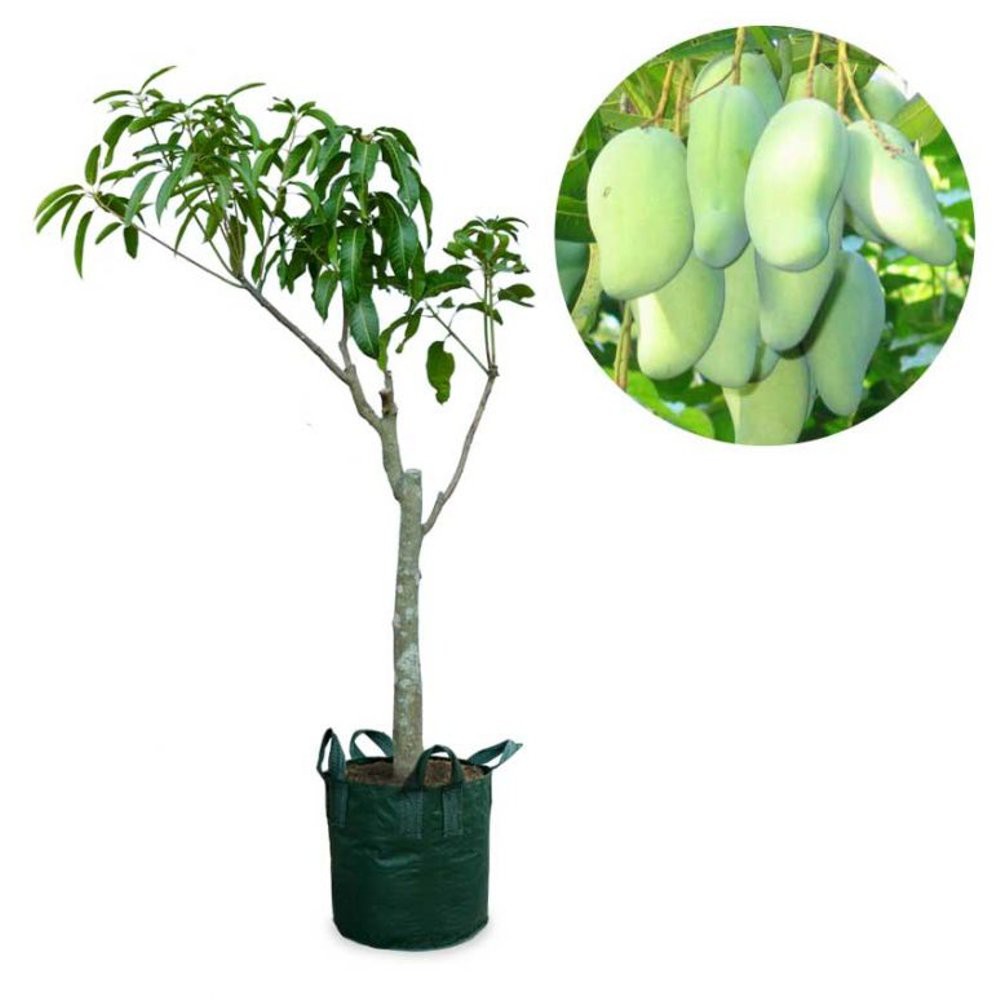 Tanaman Buah Mangga Gajah