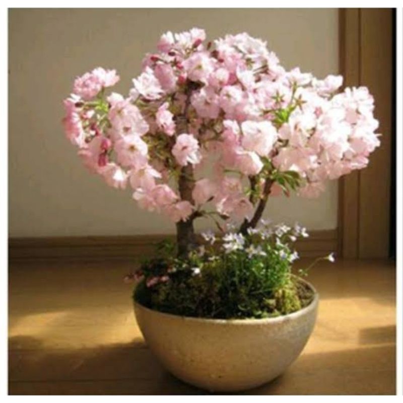 taman bunga sakura lokal putih