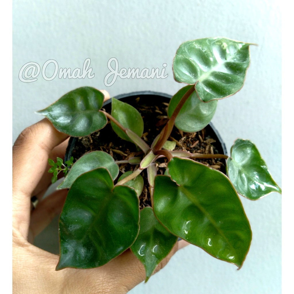 Bibit / Anakan Philodendron Billietiae Kabel Busi / Bibit pilihan berkualitas