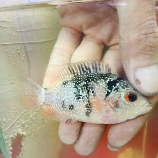 Burayak ikan louhan lohan bahan progresan gb atau golden base