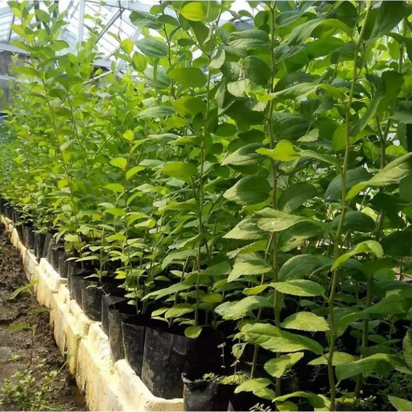 Bibit tanaman bidara arab - pohon bidara arab ( BISA COD )