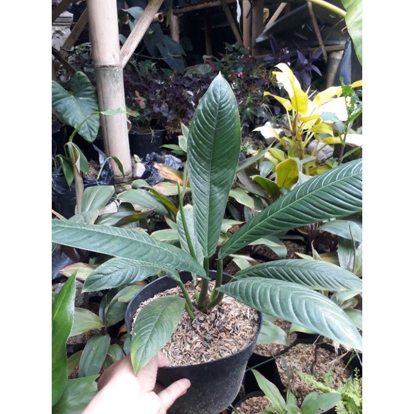Anthurium rynet | Anthurium rinet