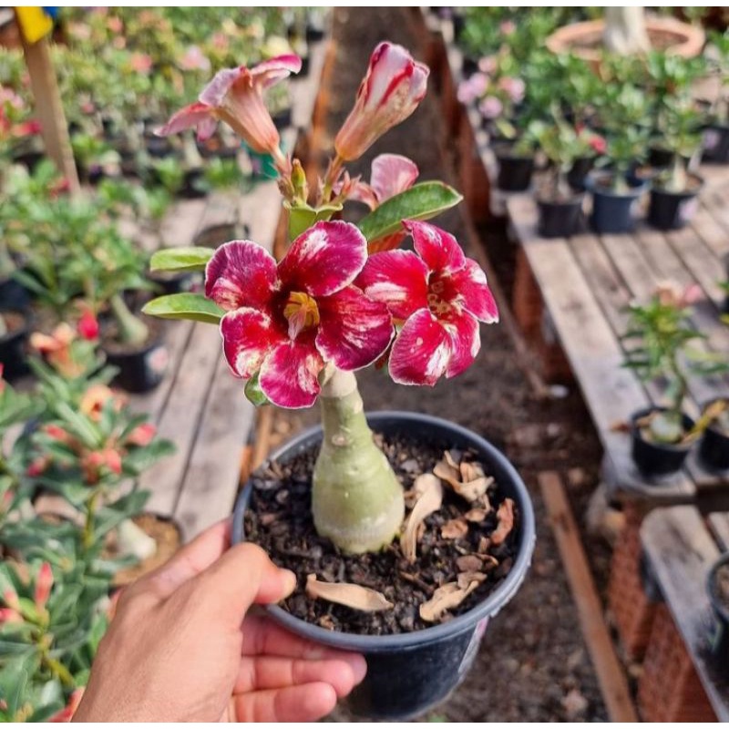 PROMO!!! TANAMAN HIAS ADENIUM KAMBOJA JEPANG BUNGA TUMPUK//AUSTRALIA RED