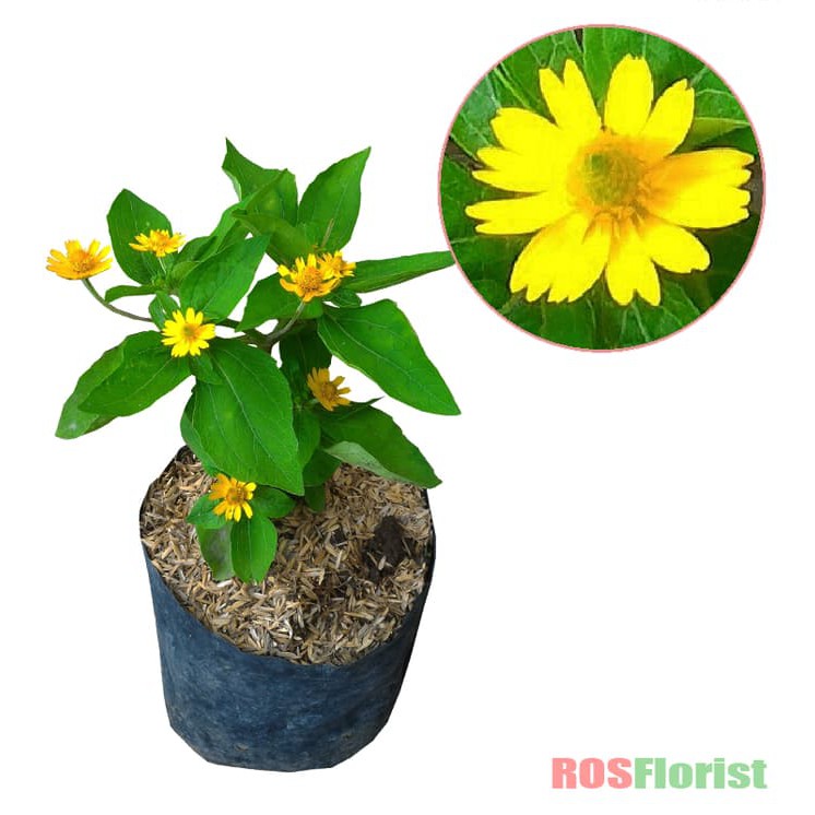 

Tanaman Bunga Daisy Kuning