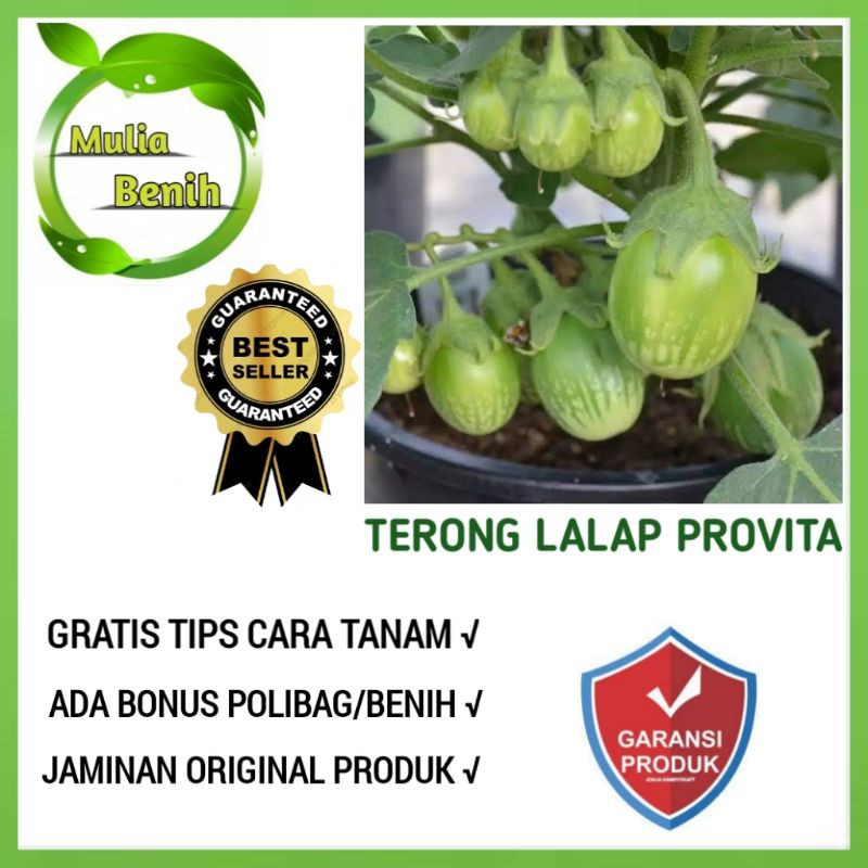 Isi 35 Biji - Benih Terong Lalap Hijau PROVITA - Bibit Tanaman sayur Sayuran Lalapan Panah Merah