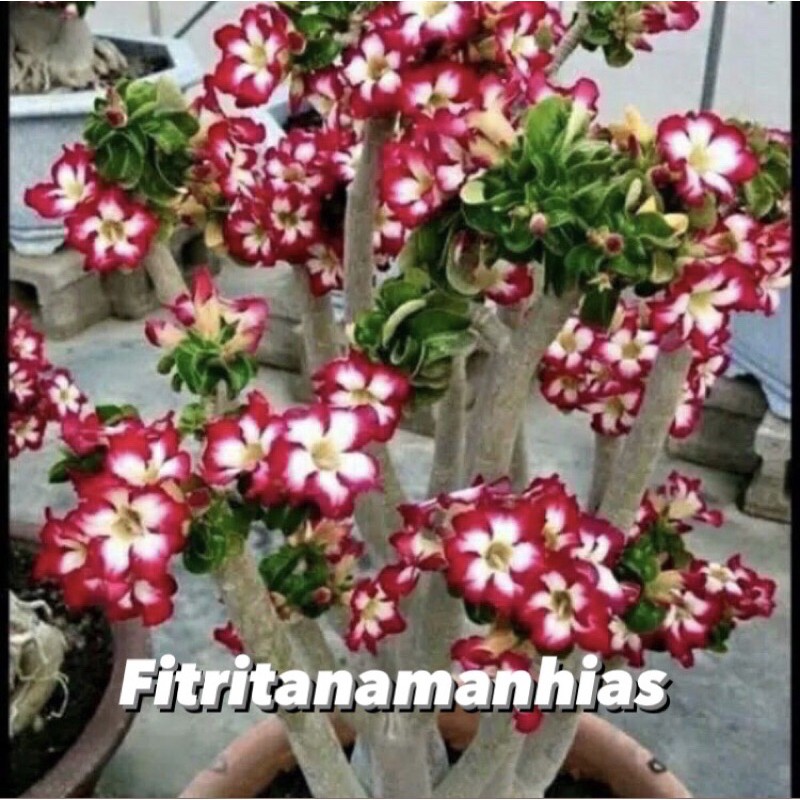 bibit tanaman hias adenium bunga tumpuk merah putih