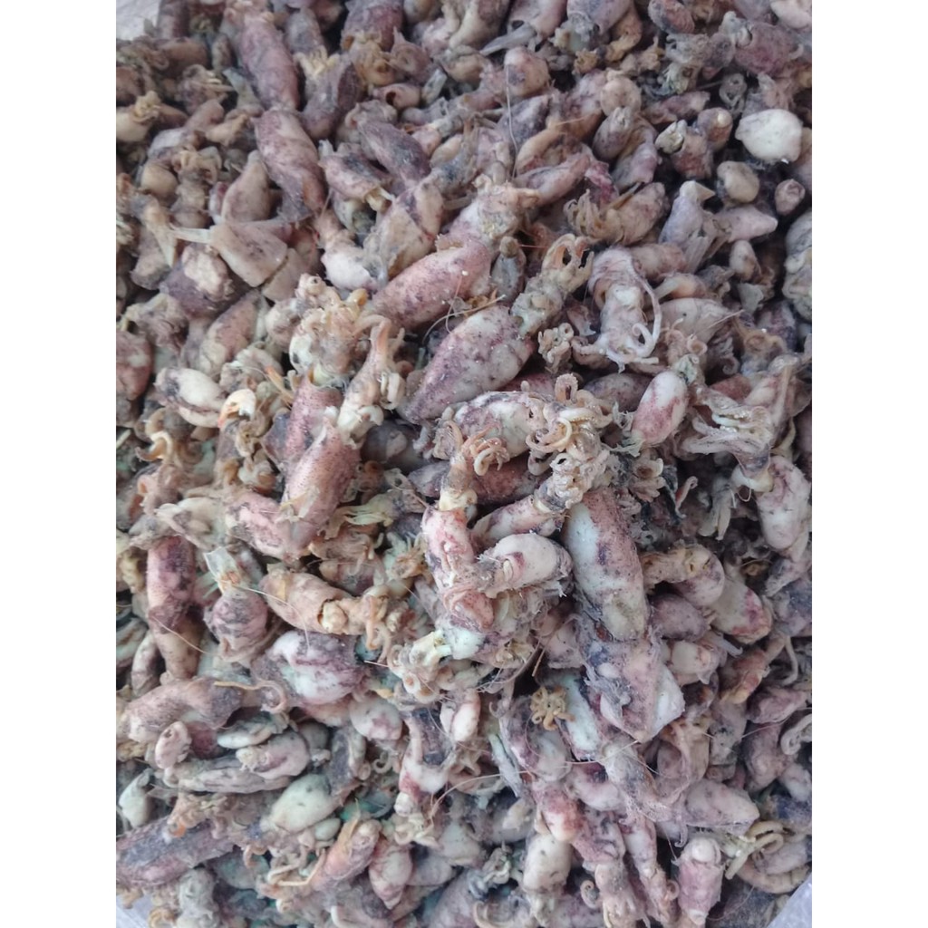 

Baby Cumi Medan 1 kg