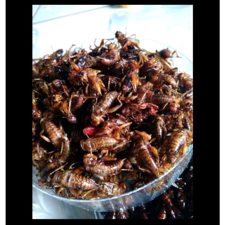 

Jangkrik goreng renyah 100 gram jangkrik goreng crispy