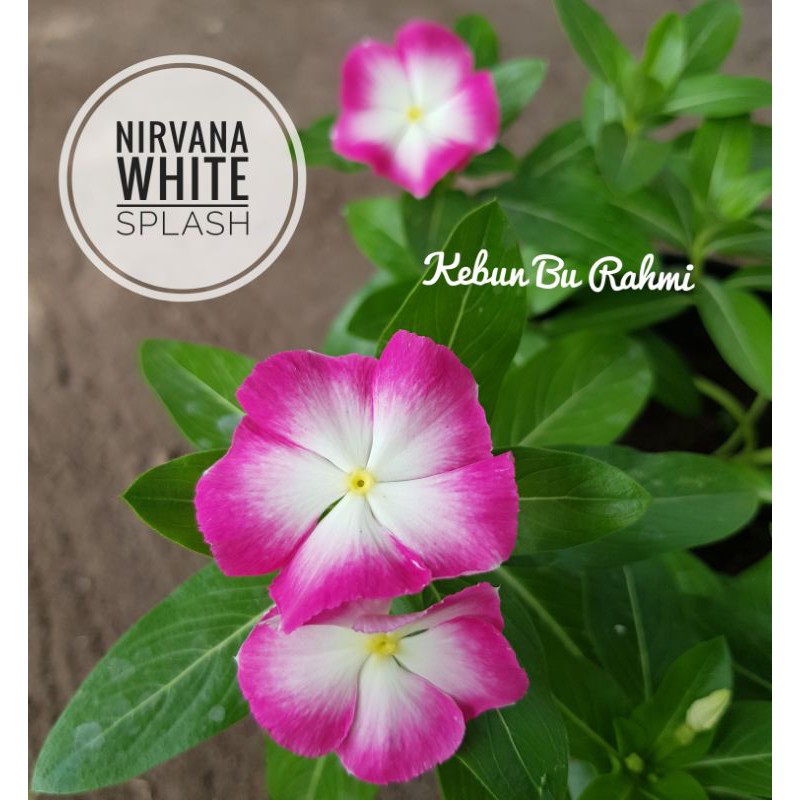 vinca nirvana white splash ( 5 butir )
