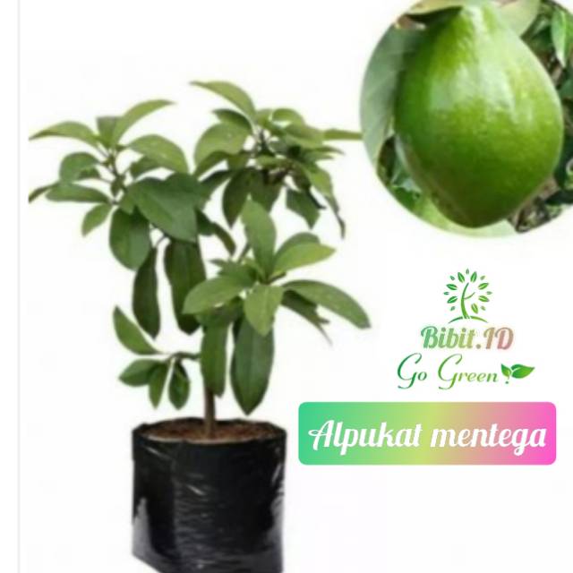 Bibit alpukat mentega /tanaman buah alpukat /alpukat mentega