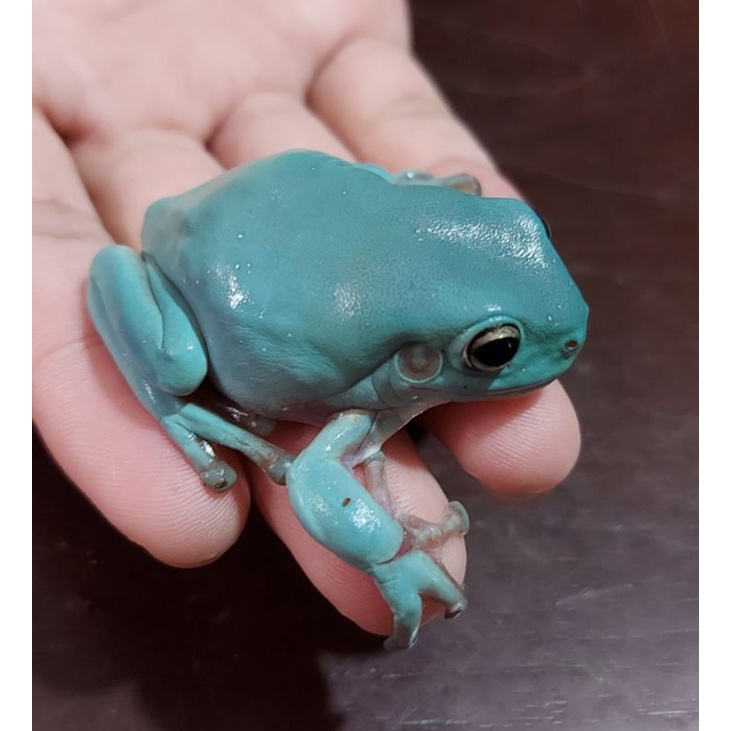 Blue Phase Dumpy Tree Frog - Litoria Caerulea