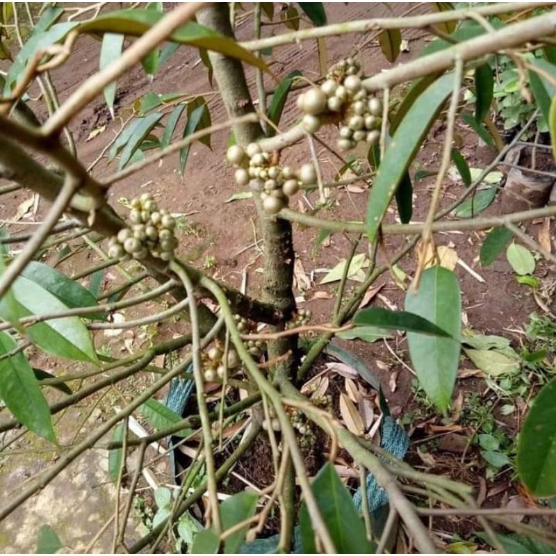 pohon durian sudah berbunga garansi uang kembali jika tidak berbunga jenis bibit durian unggul monto