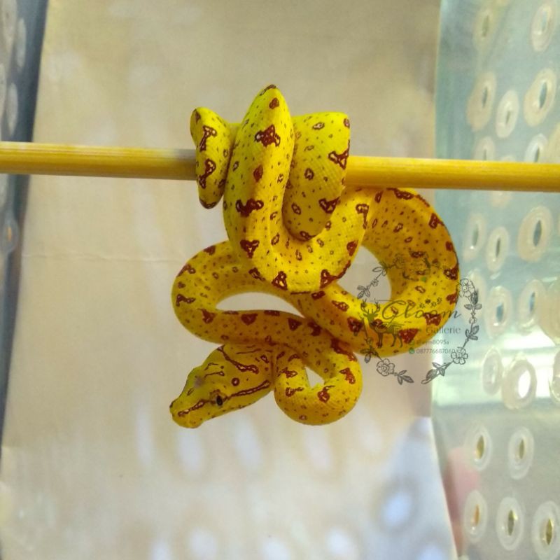 Baby Green Tree Python GTP Yellow Kuning Captive Breed bukan WC
