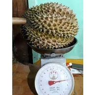 Bibit Buah Durian Bawor