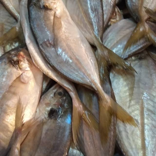 

Jual ikan selar Galuh segar min 1kg