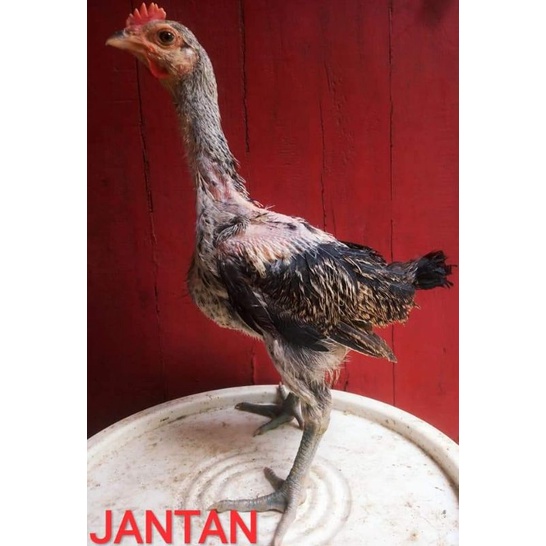 Anak Ayam Pelung Jumbo per ekor Asli Original sehat gemuk