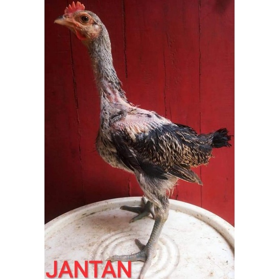 Ciak Anakan Ayam Pelung Jumbo Asli Original sehat gemuk