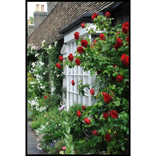 Bibit Benih Biji Bunga Mawar Rambat Red Climbing Rose - Bibit Tanaman Bunga Mawar Rambat Merah - COD-1
