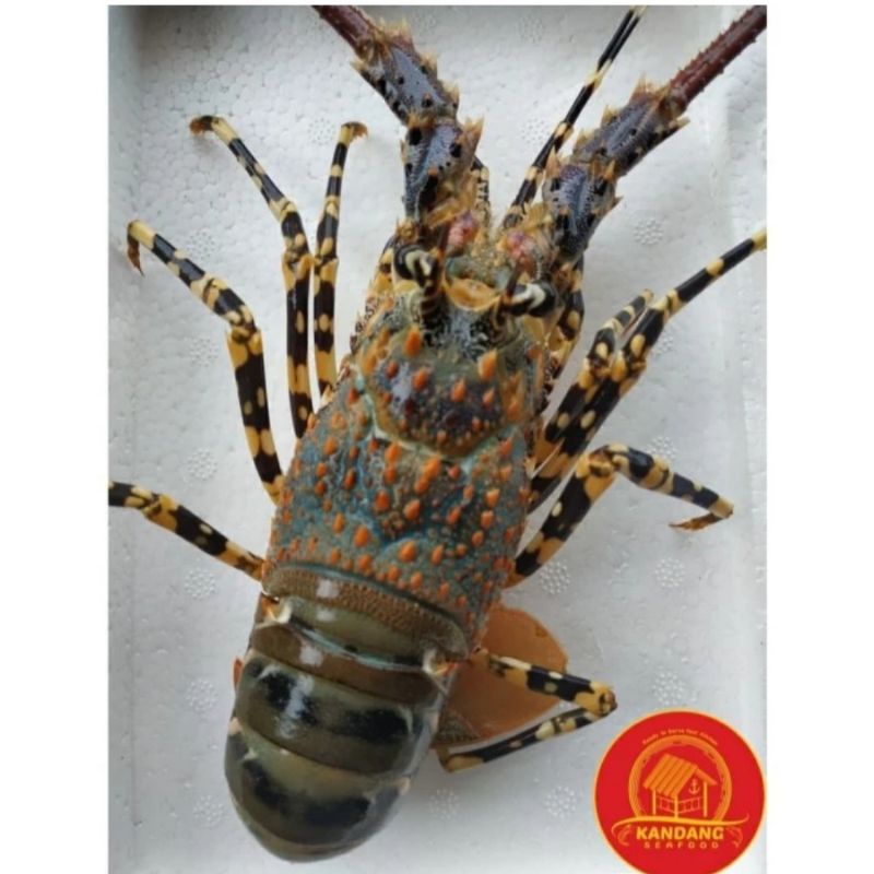Lobster Hidup Live Seafood 1Kg (5-8)