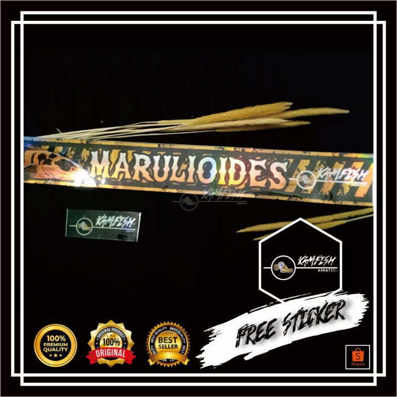 STICKER AQUARIUM CHANA MARULIOIDES / STICKER HOLOGRAM IKAN CHANA