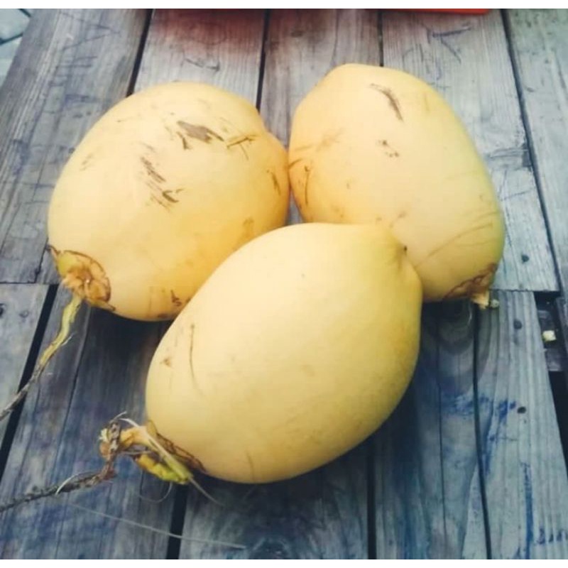 

kelapa kuning muda
