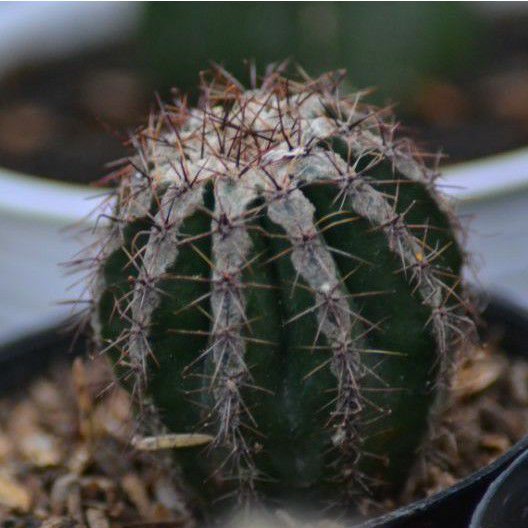 Kaktus Echinopsis Hajuko Hakujo